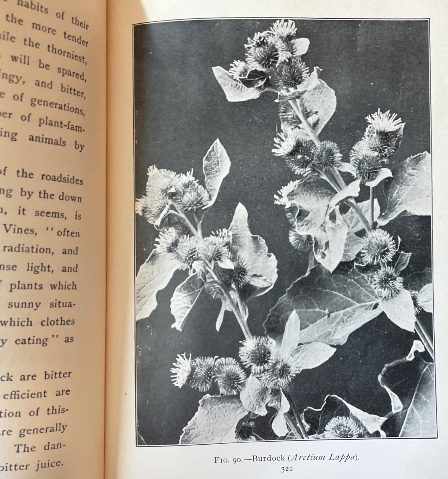 Antique Forestry Tree Identification Botany Nature Study 4 Book Lot 1919-1925
